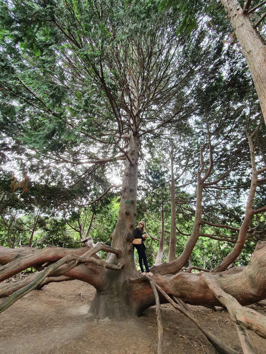 Jean in a tree in New Zealand