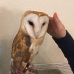 New friend at the owl cafe.