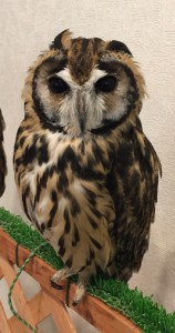 Owl