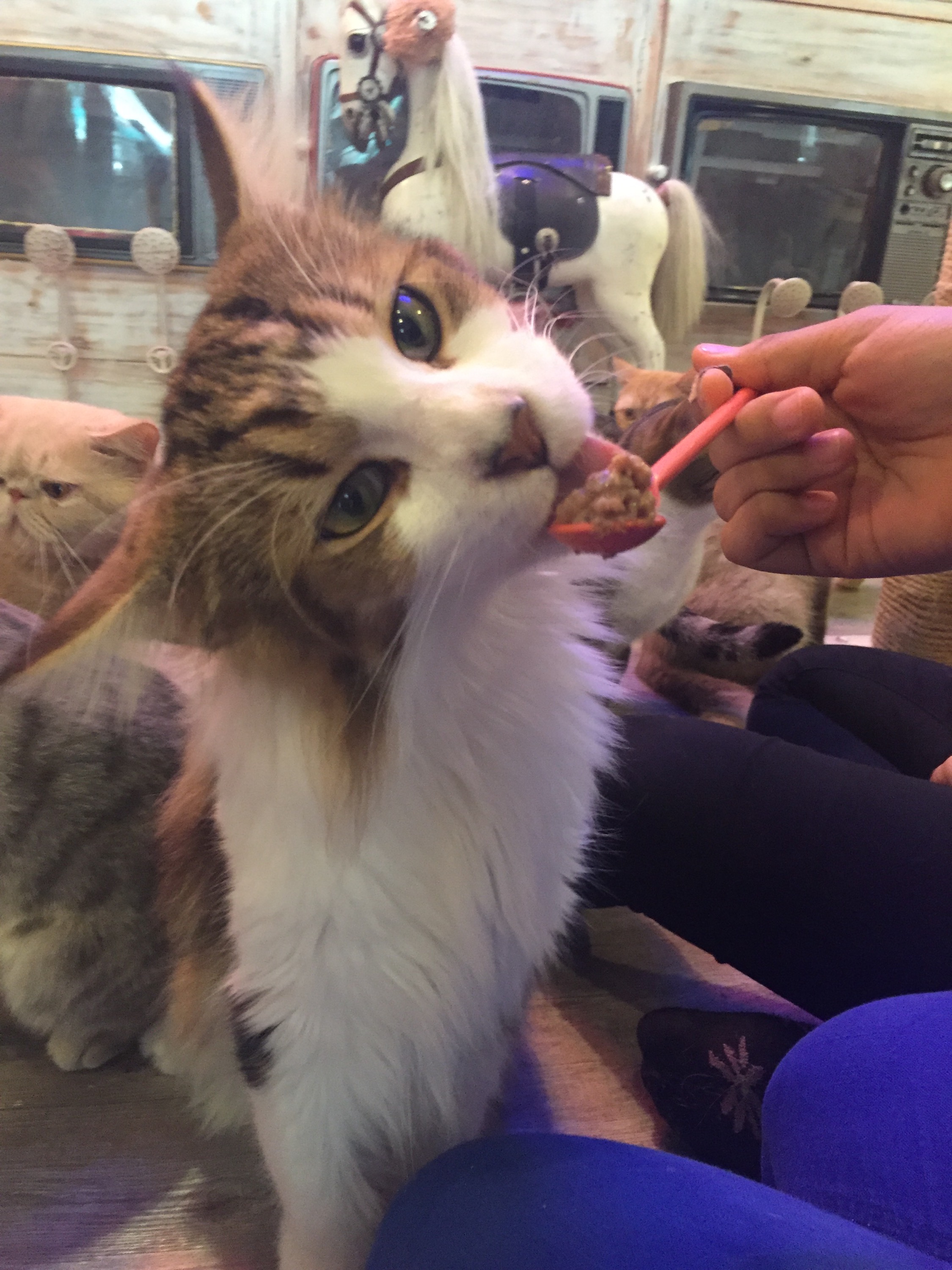 Cakes, Coffee and Cats in Bangkok