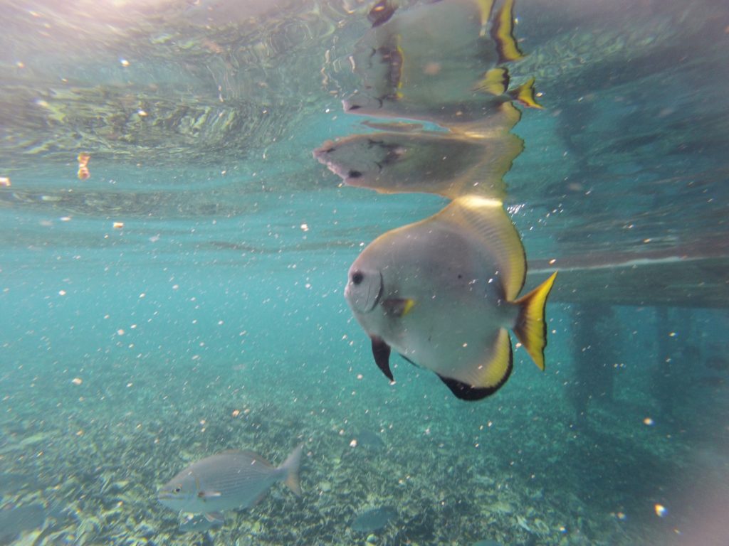 Fish Raja Ampat