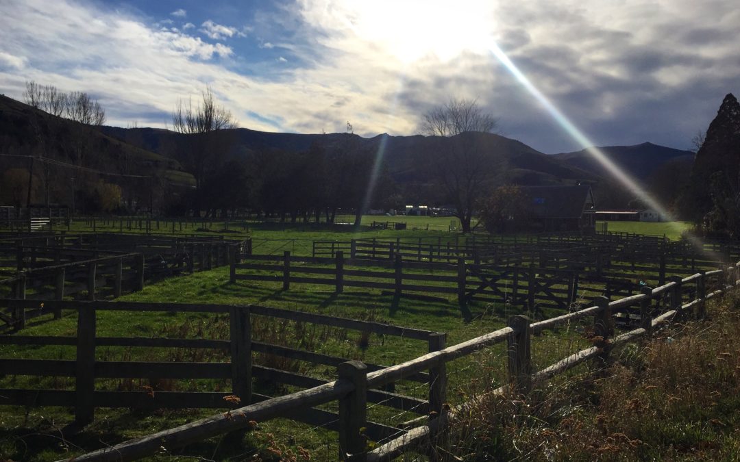 Cattle yards, Little River NZ, Traveling Honeybird