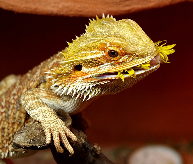 Bearded Dragon