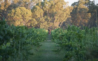 Glamping Amongst the Grapevines