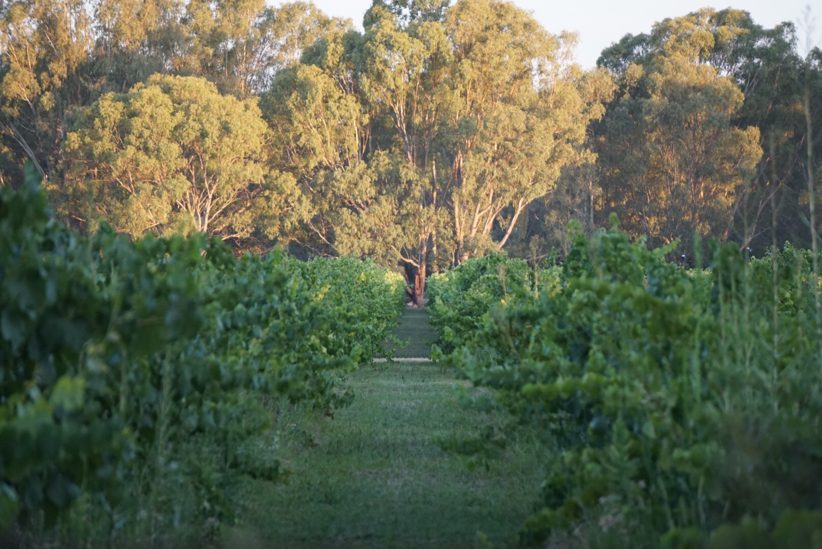 Vineyard