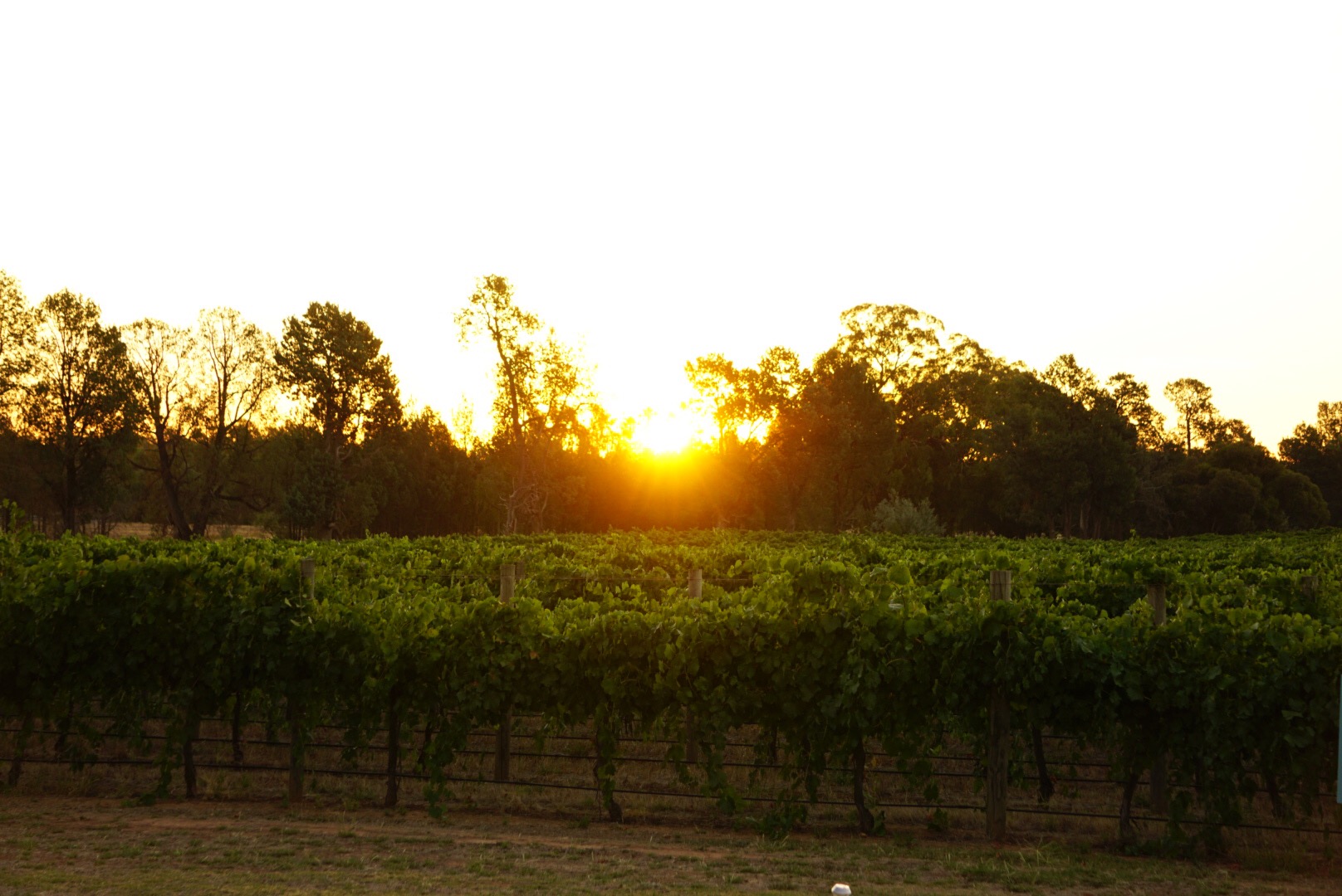 Winery sunset