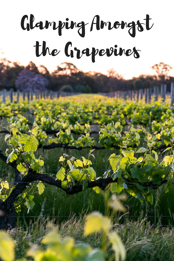 Glamping Amongst the Grapevines is one of the most amazing glamping experiences in all of Australia