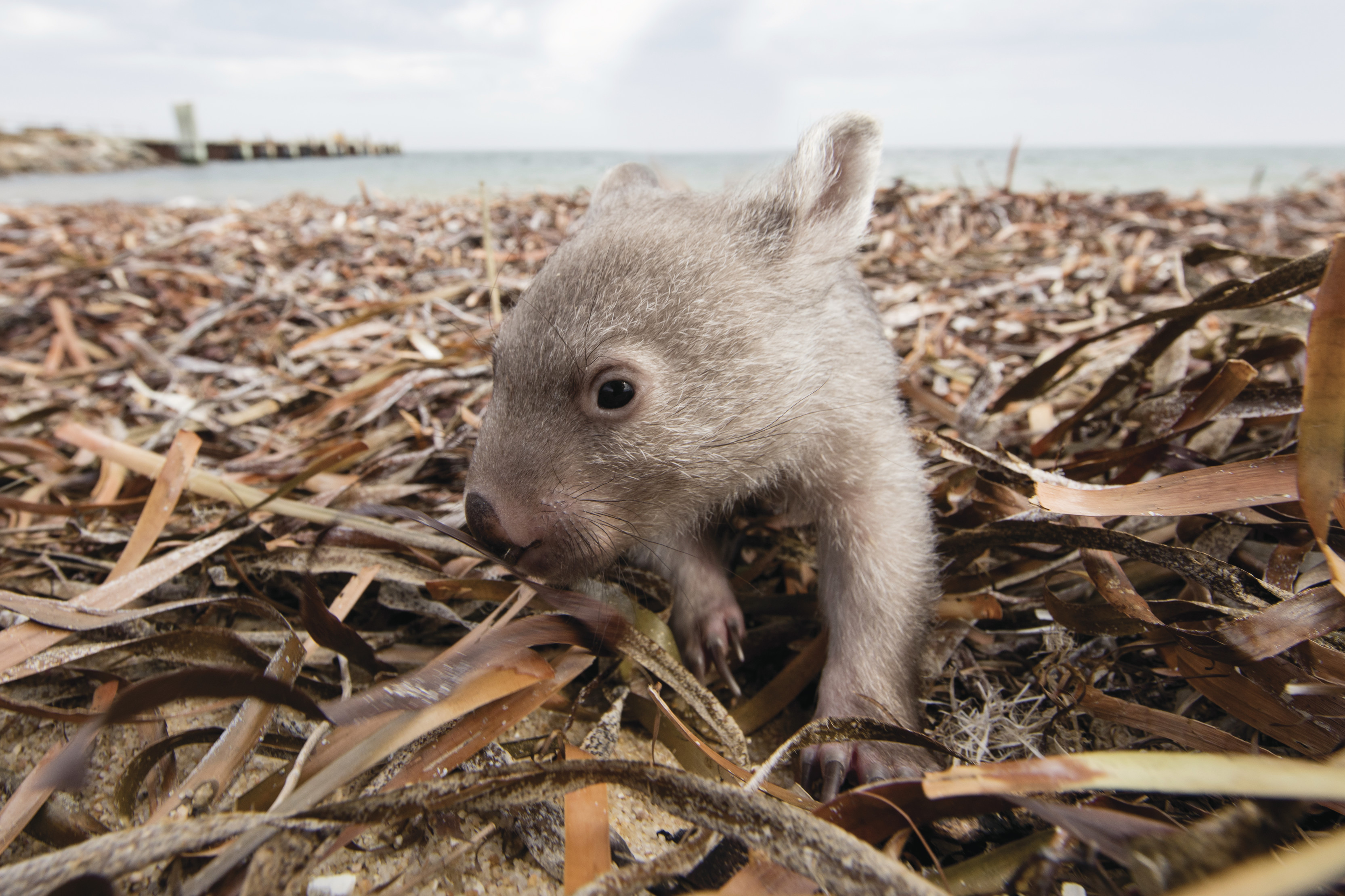 Baby Wombat || Traveling Honeybird