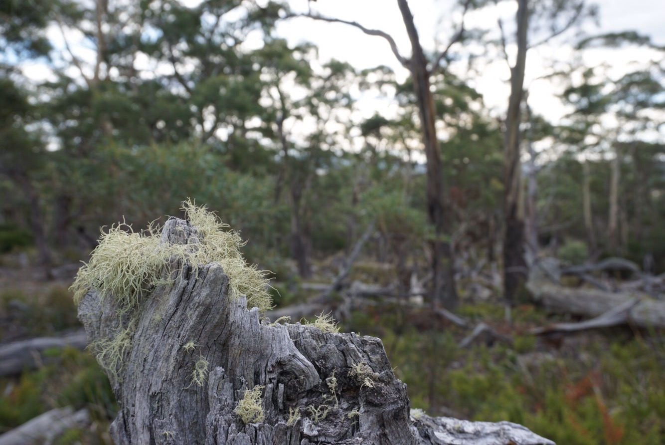 Taking Care of Tasmania || Traveling Honeybird