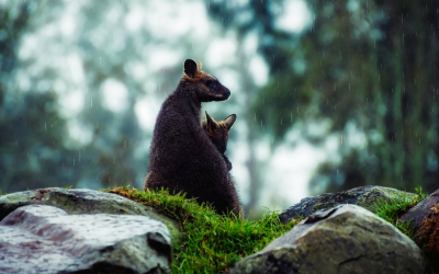 Taking Care of Tasmania – An Adventure in Land Conservation