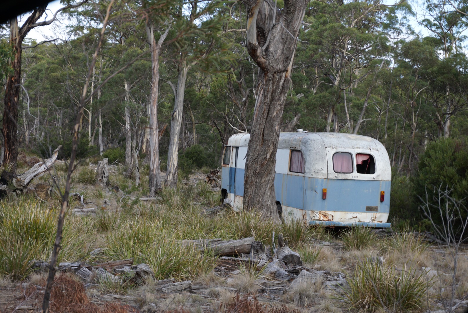 A Rare Wild Bus: Taking Care of Tasmania || Traveling Honeybird