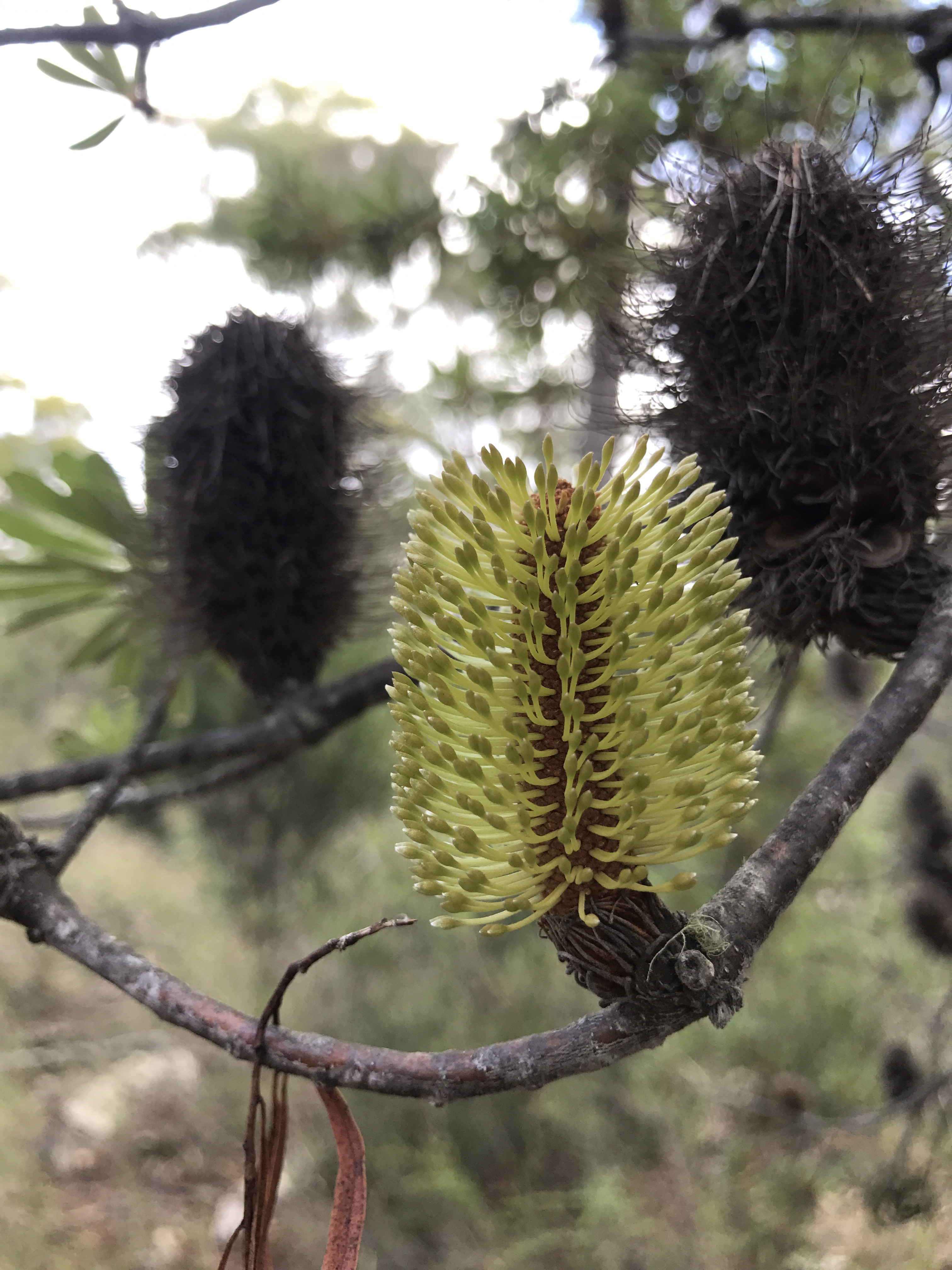 Taking Care of Tasmania || Traveling Honeybird