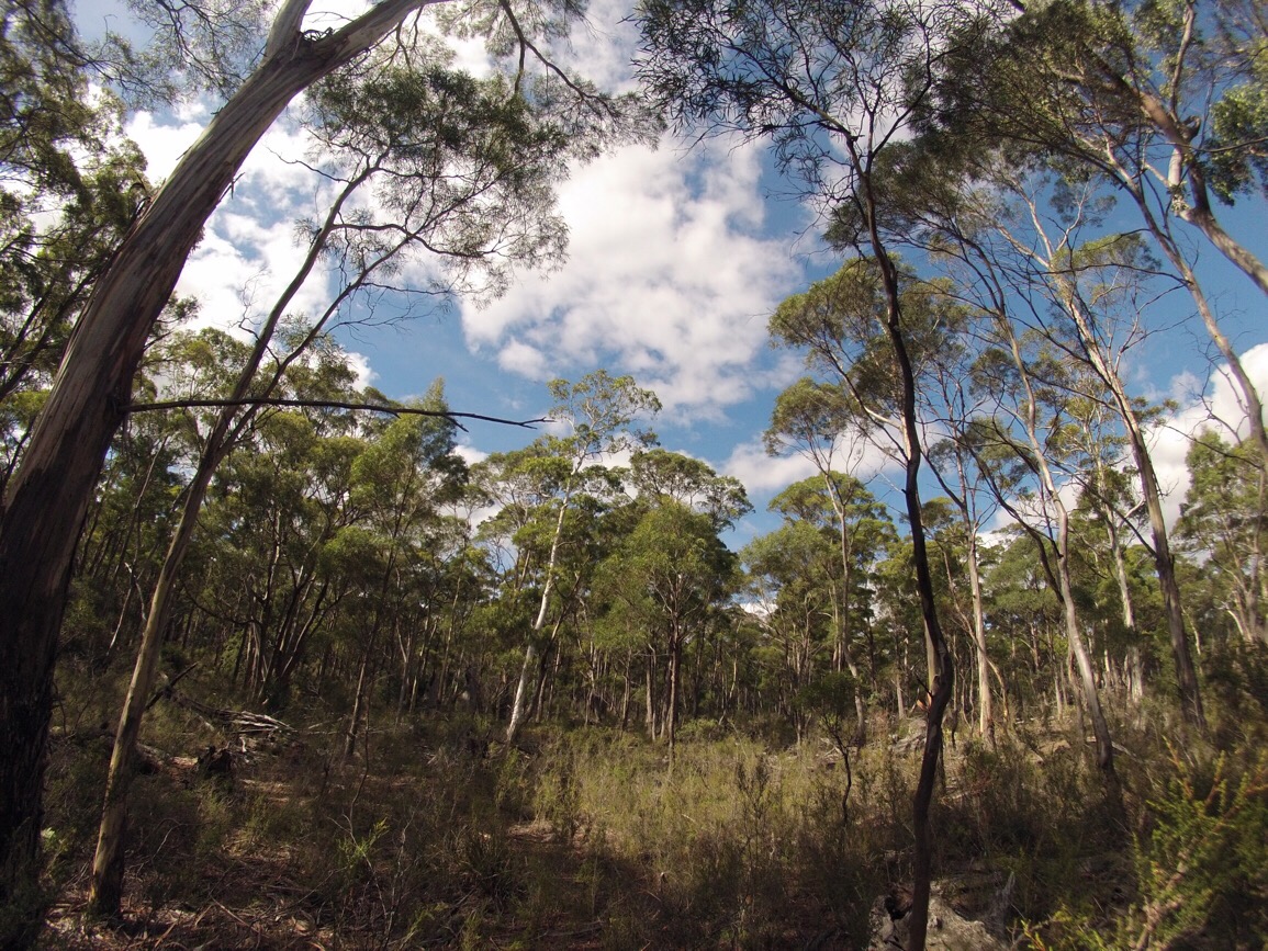 Taking Care of Tasmania || Traveling Honeybird Taking Care of Tasmania || Traveling Honeybird