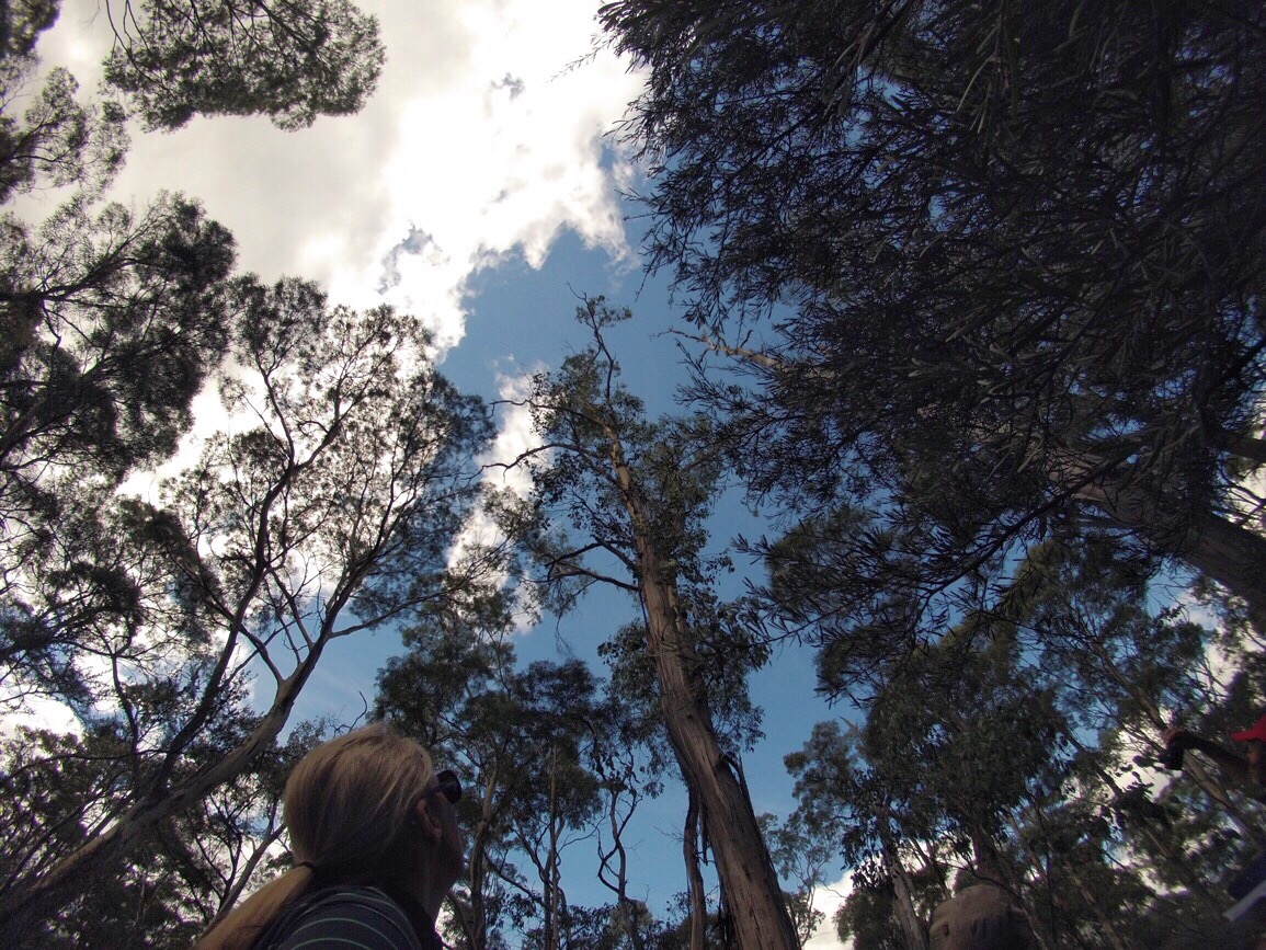 Taking Care of Tasmania || Traveling Honeybird Taking Care of Tasmania || Traveling Honeybird
