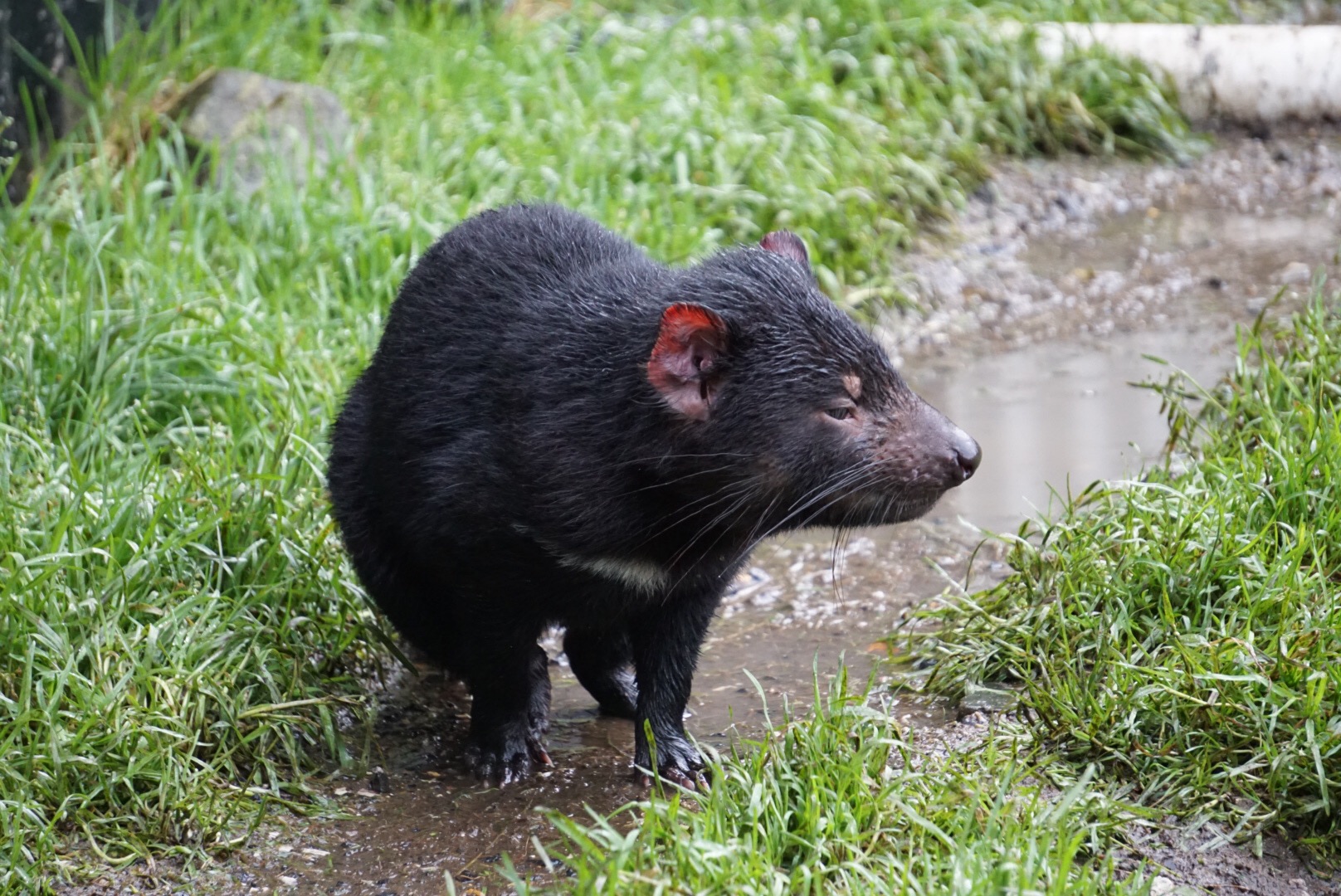 Adopt a Tasmania Devil - Tiny Taste of Tasmania || Traveling Honeybird