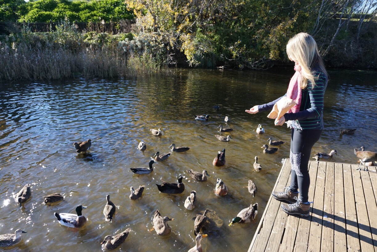 Tiny Taste of Tasmania || Traveling Honeybird Feeding the ducks - Tiny Taste of Tasmania || Traveling Honeybird
