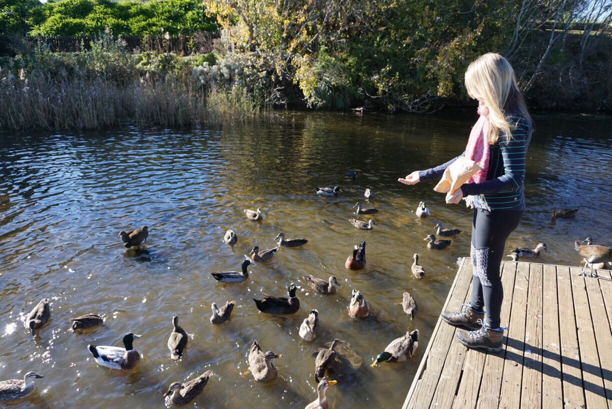 Feeding the ducks - Tiny Taste of Tasmania || Traveling Honeybird