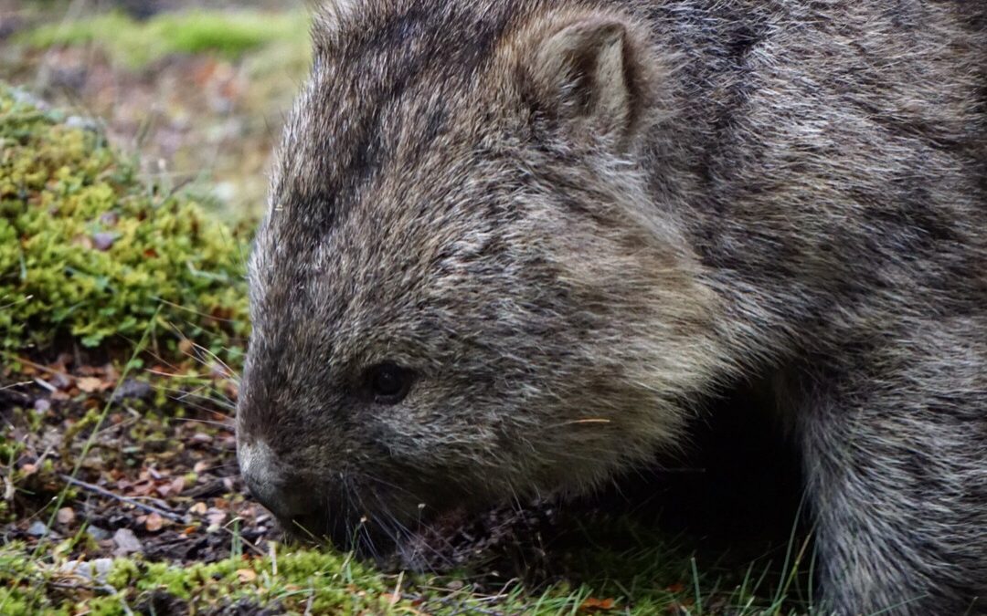 Wombat Life at Cradle Mountain Lodge || Traveling Honeybird