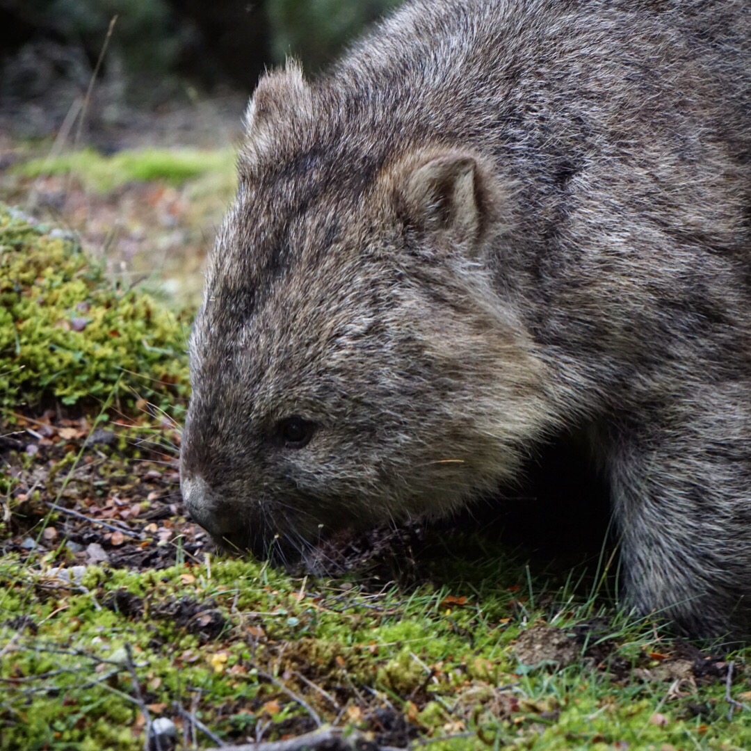 Wombat Life at Cradle Mountain Lodge || Traveling Honeybird Wombat Life at Cradle Mountain Lodge || Traveling Honeybird