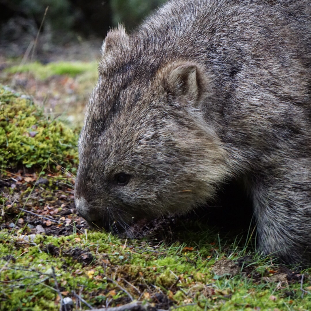 Wombat Life at Cradle Mountain Lodge || Traveling Honeybird