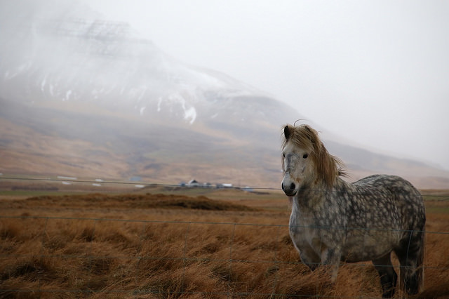 Experience Iceland One Tolt at a Time