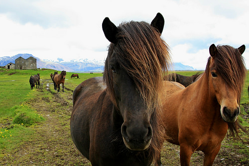 Icelandic pony || Traveling Honeybird