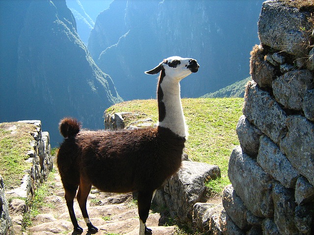 Cusco Llama || Traveling Honeybird