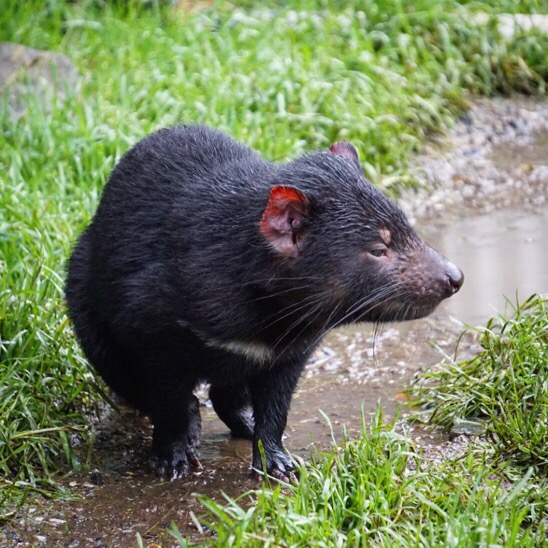 Tasmanian Devil at Devils @ Cradle || Traveling Honeybird