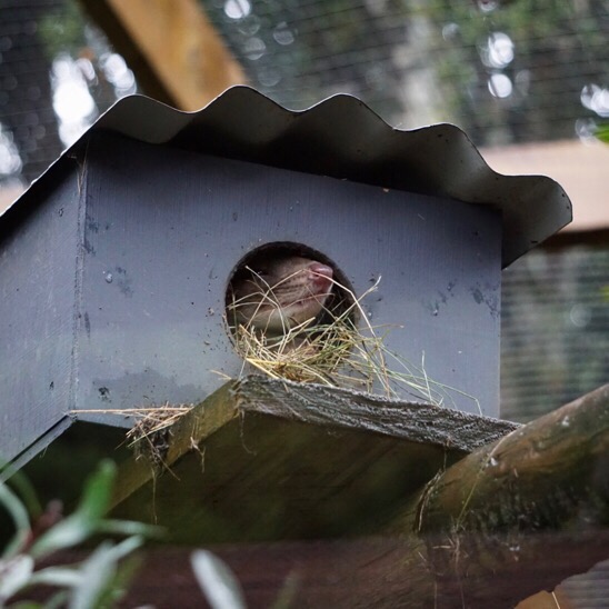 Quoll at Devils @ Cradle || Traveling Honeybird