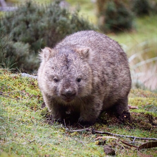 Wombat Cradle Mountain Tasmania Wombat Cradle Mountain Tasmania