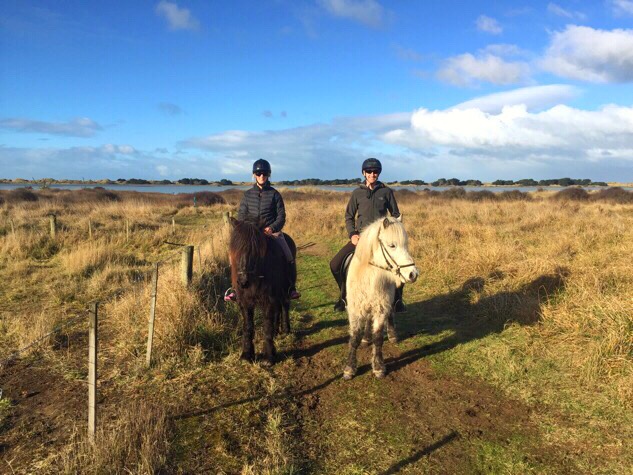 Icelandic Horses in New Zealand