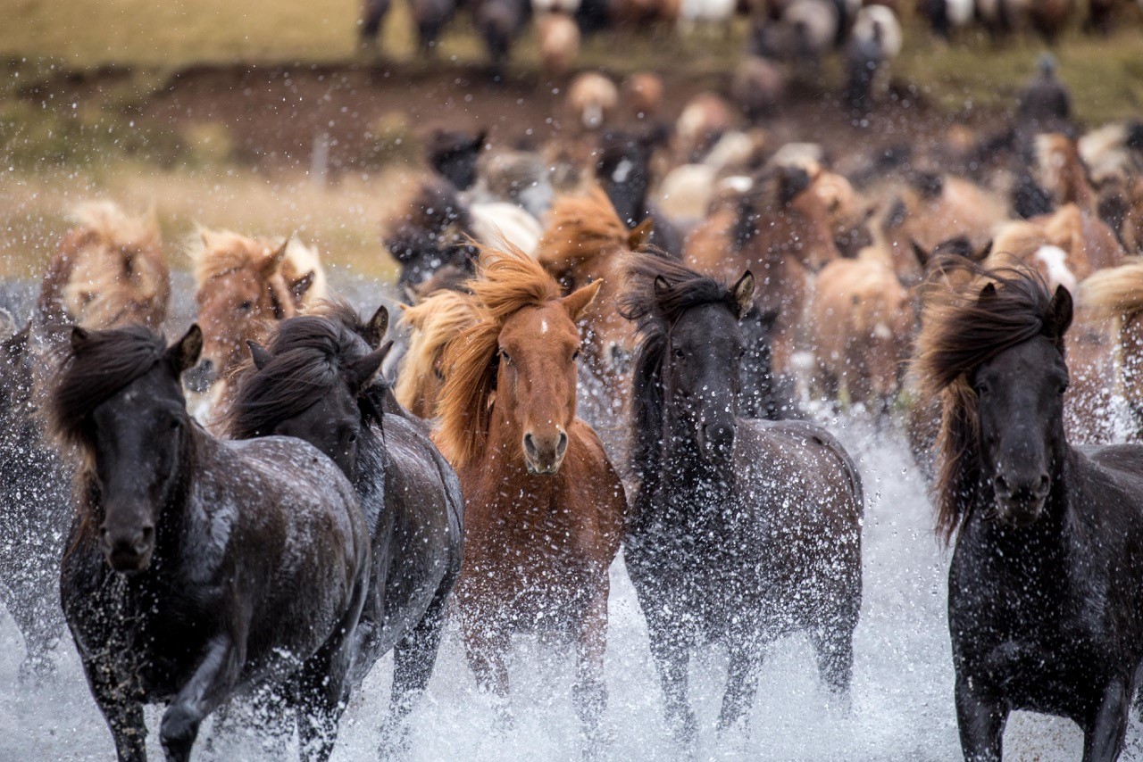 Iceland horses running free