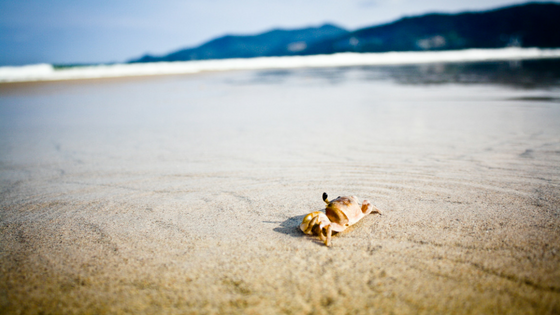 Sunbaking Traveling Honeybird