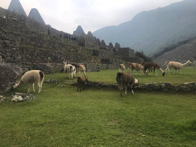 Llama drama at Machu Picchu