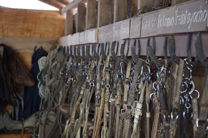 Bridles hanging up