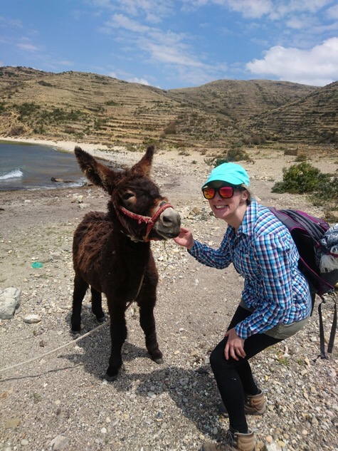 Donkey in Bolivia