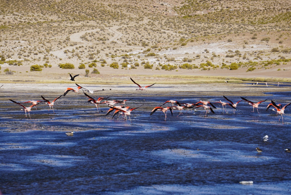 Finding flamingos is an amazing thing to do in Bolivia