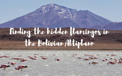 Finding the hidden flamingos in the Bolivian Altiplano