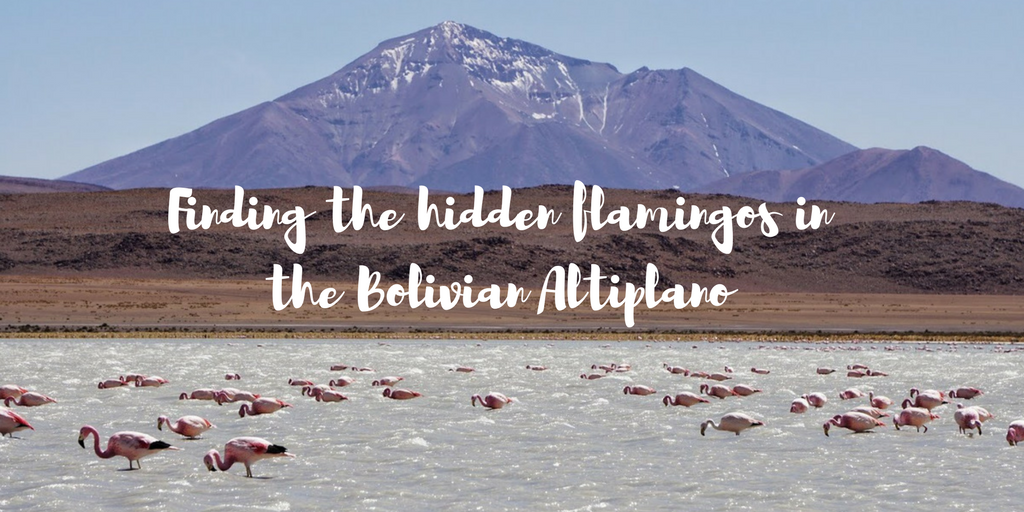 Finding the hidden flamingos in the Bolivian Altiplano