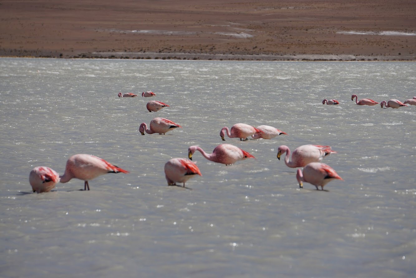 Fun flamingos in Bolivia