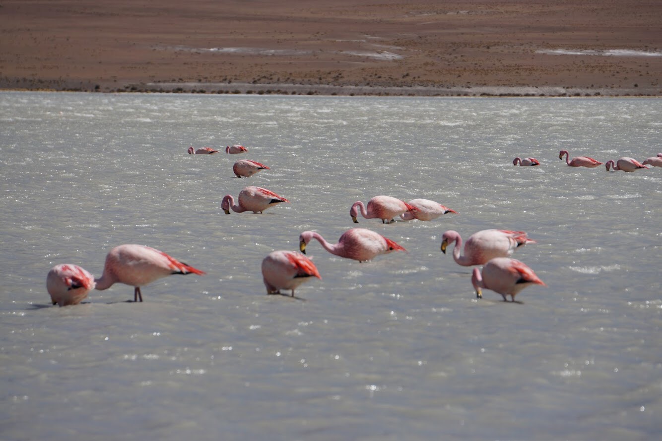 Fun flamingos in Bolivia Fun flamingos in Bolivia