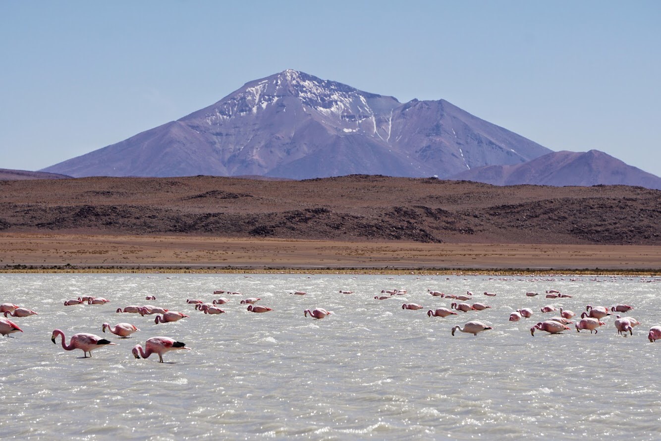 Bolivia flamingos in the mountains