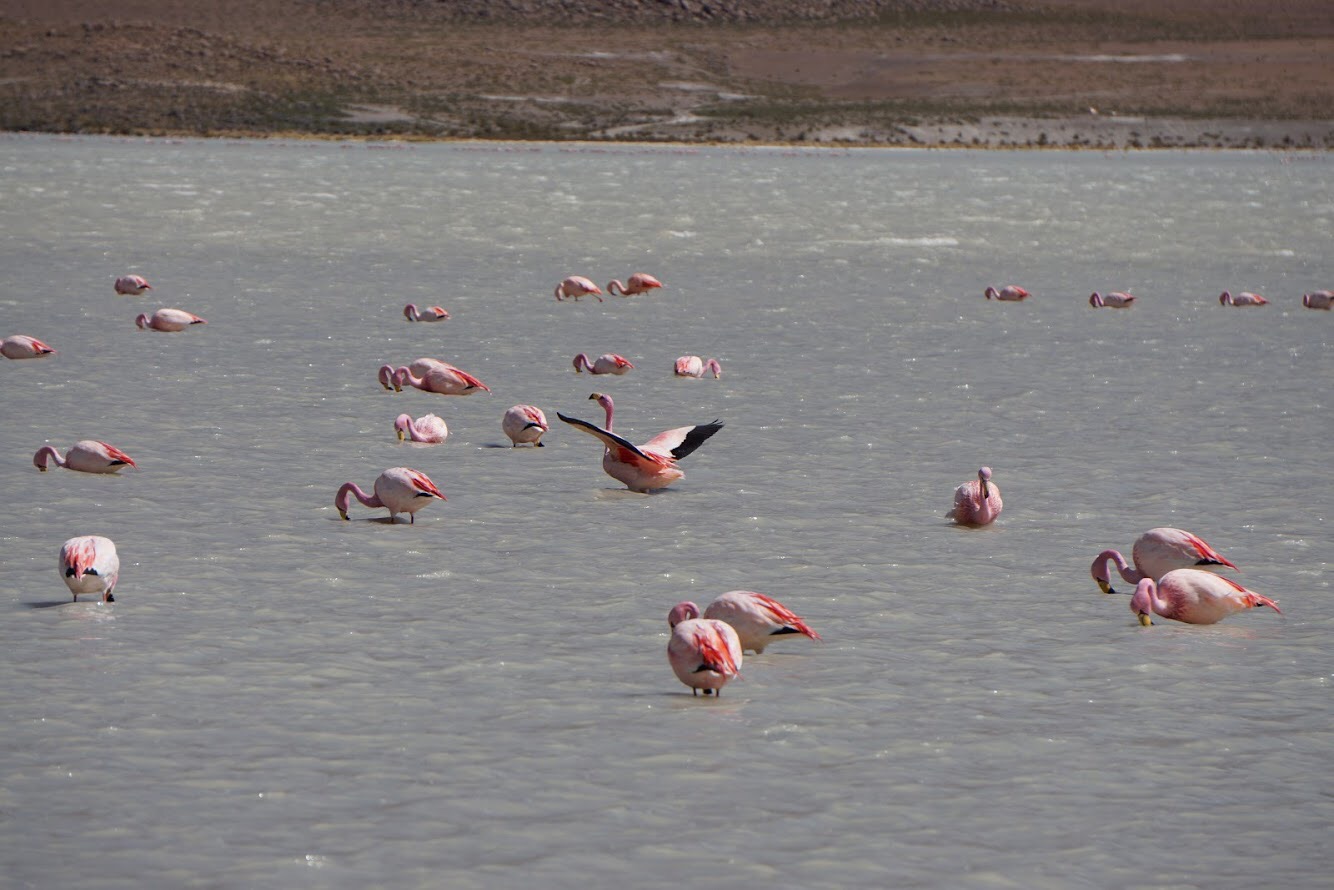 Bolivian flamingos in the wild