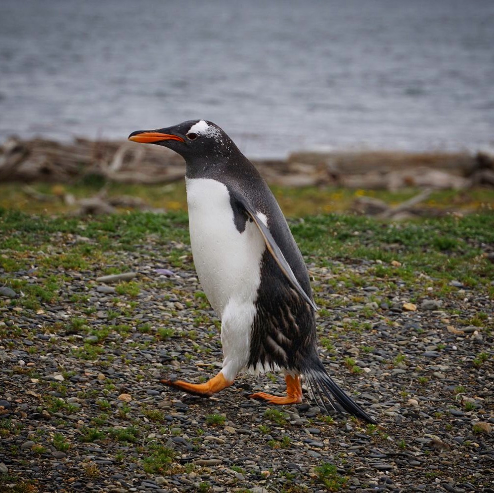 A cute penguin in Argentina