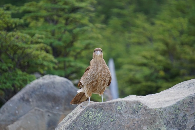 A judgemental bird in Torres Del Paine National Park