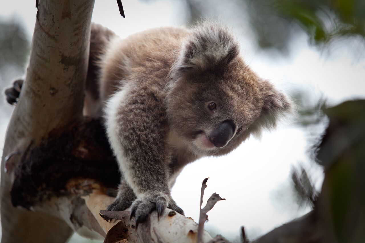 Koala Conservation Centre Maru