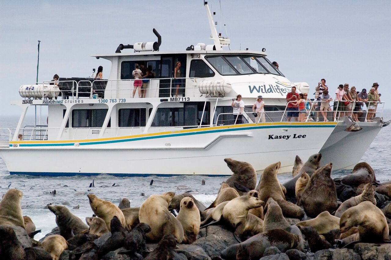 Wildlife Coast Cruises - seals