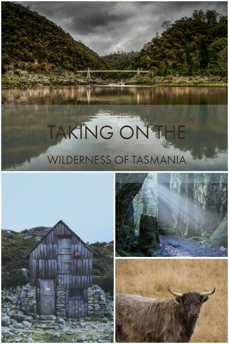 Tasmania is one of Australia’s most magical places to visit. It’s no wonder with rolling hills, ancient forests and an abundance of delightful creatures.