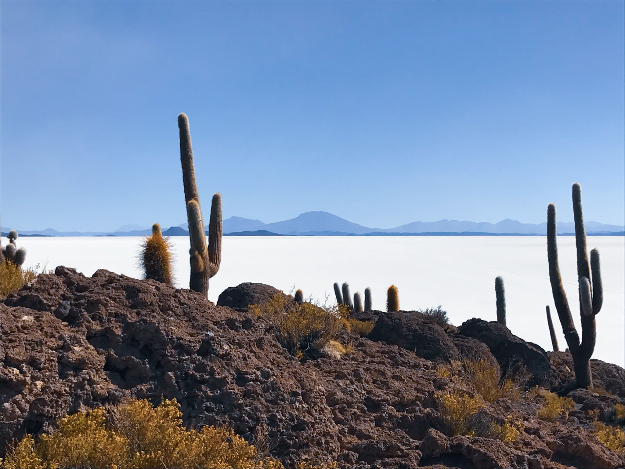 Cactus Island Bolivia Traveling Honeybird