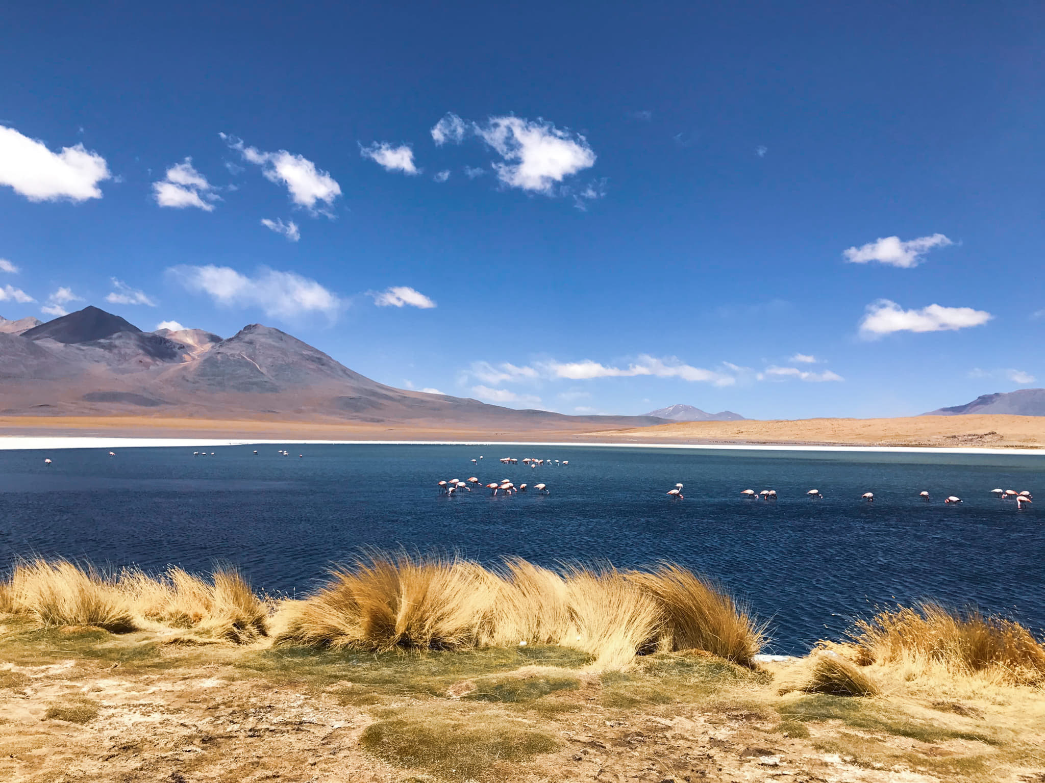 Flamingos Bolivia